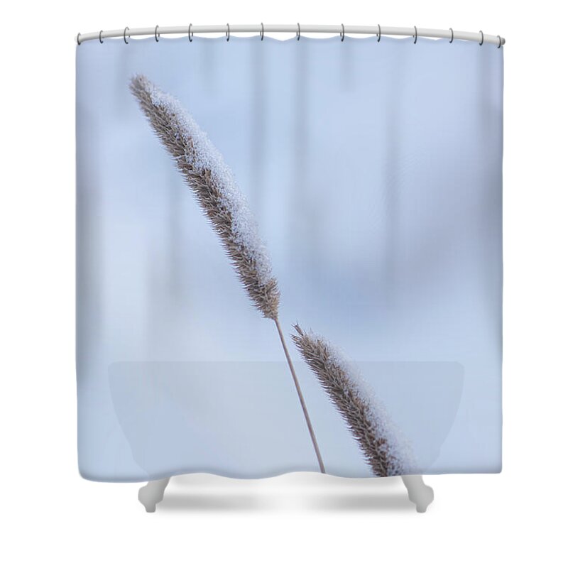 Winter Shower Curtain featuring the photograph Winter Timothy Grass by Karen Rispin