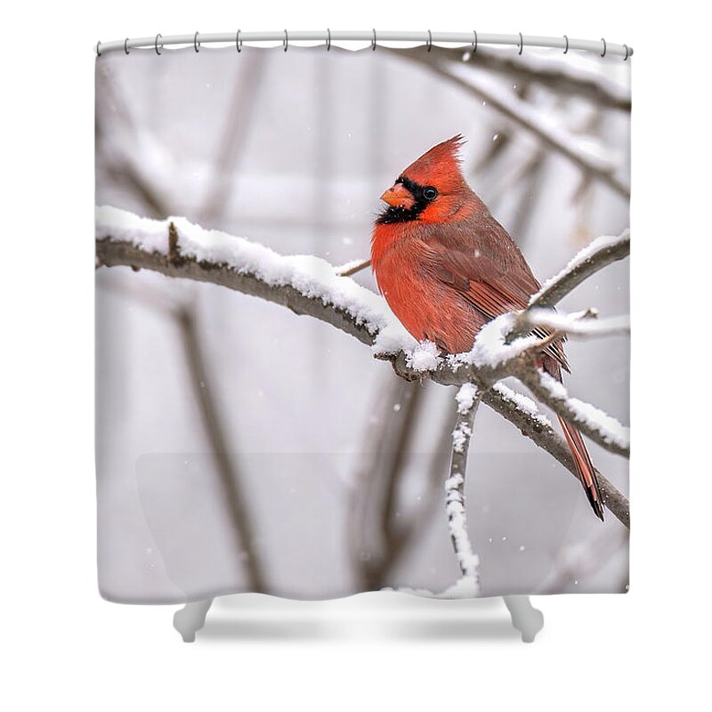 Cardinal Shower Curtain featuring the photograph Winters Bright Star by James Overesch