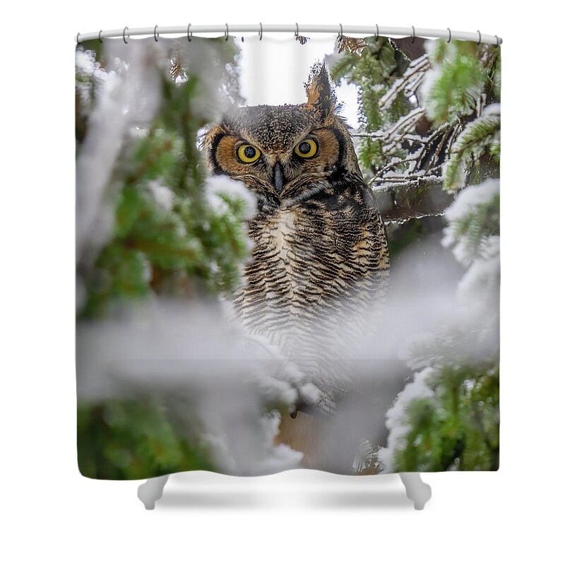 Great Horned Owl Shower Curtain featuring the photograph Winters Haven by James Overesch