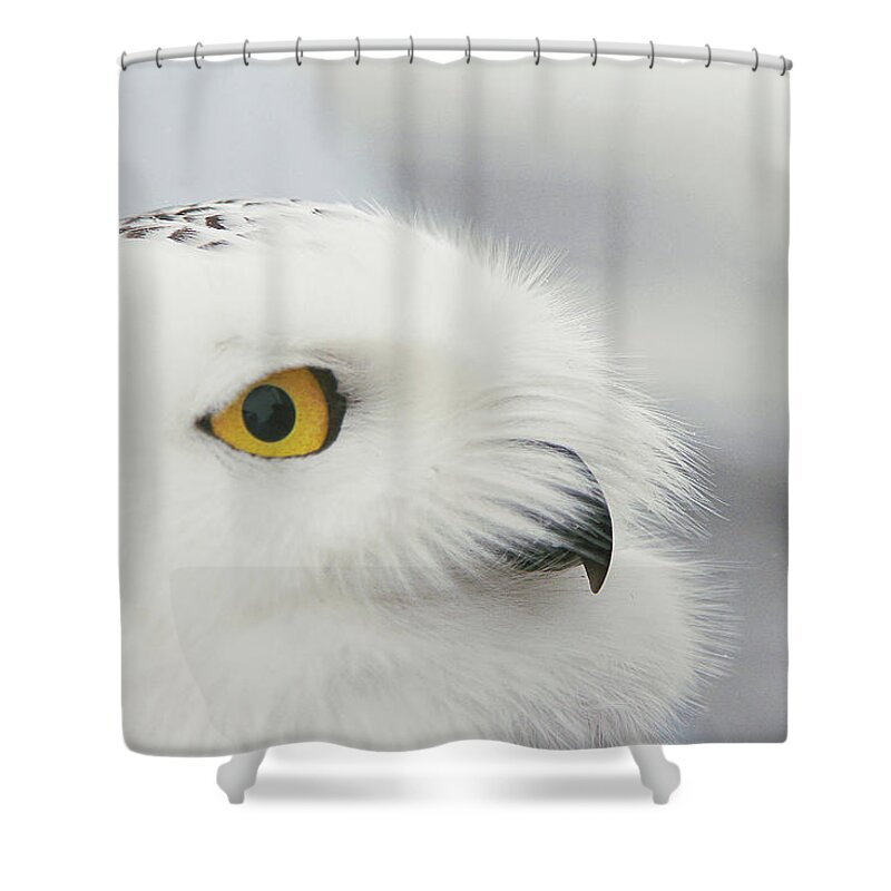 Wildlife Shower Curtain featuring the photograph Wise Guy by Carrie Ann Grippo-Pike