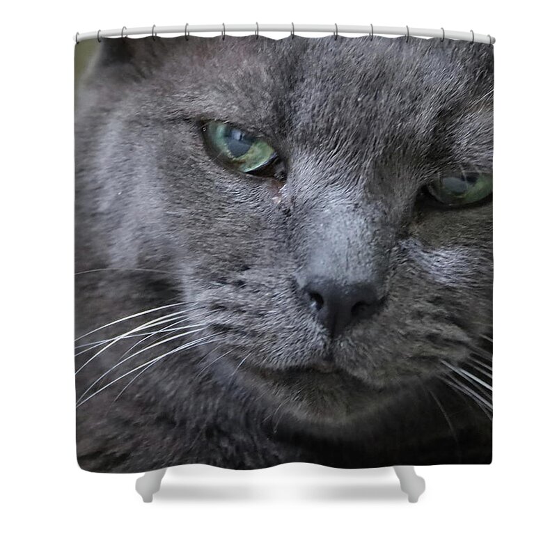 Cat Shower Curtain featuring the photograph Wise Old Cat by M Kathleen Warren