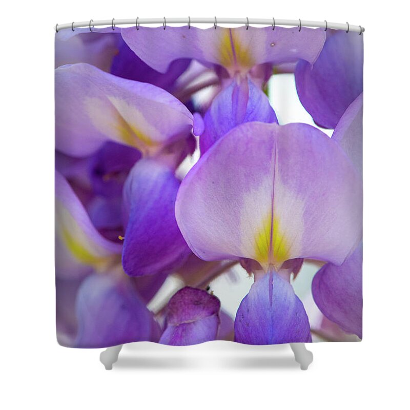 Wisteria Shower Curtain featuring the photograph Wisteria Close Up by Karen Rispin