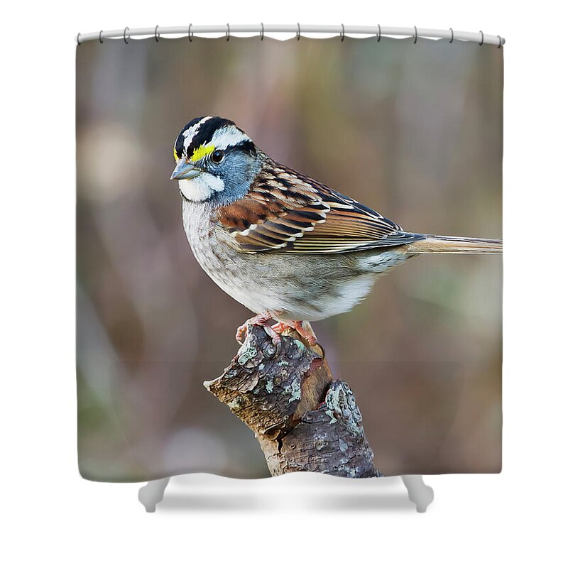 White Throated Sparrow Shower Curtains