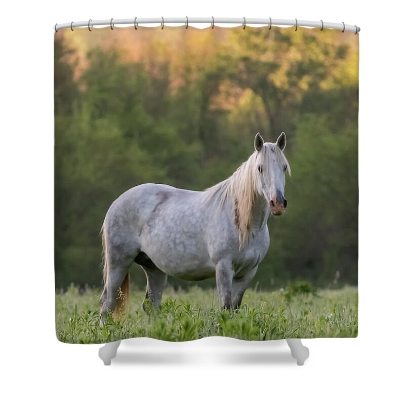 Wild Horse Shower Curtain featuring the photograph With the Spirit of the Wild by Holly Ross