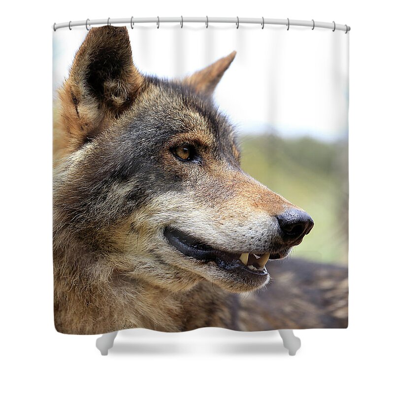 Wolf Shower Curtain featuring the photograph Wolf, portrait by Tony Mills