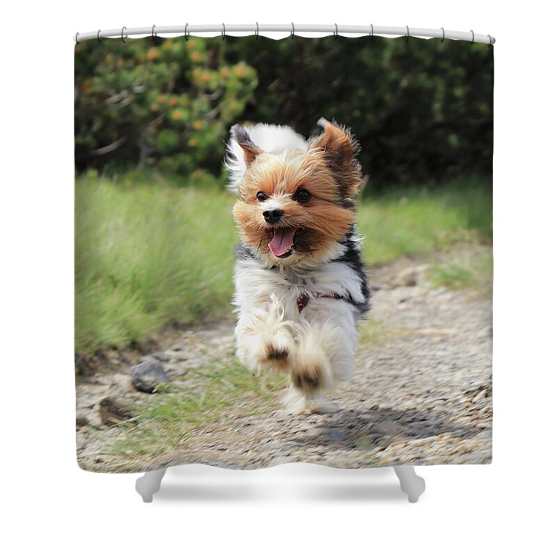 Biewer Yorkshire Terrier Shower Curtain featuring the photograph Biewer Terrier in run position with tongue out by Vaclav Sonnek