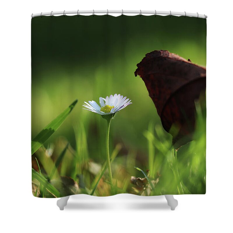 Halloween Shower Curtain featuring the photograph Wonderful white daisy between marple leaf and grass on the garden. Touch of a beauty. Magic of nature in real time. Happiness from wildness by Vaclav Sonnek