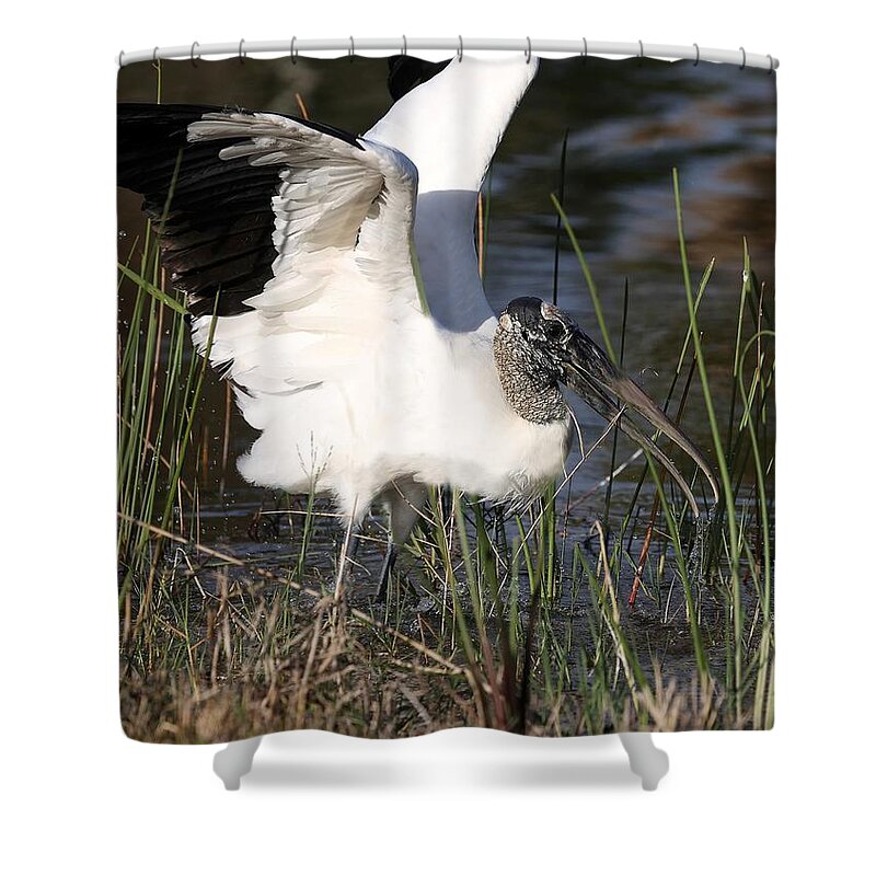 Wood Storks Shower Curtain featuring the photograph Wood stork 3 by Mingming Jiang