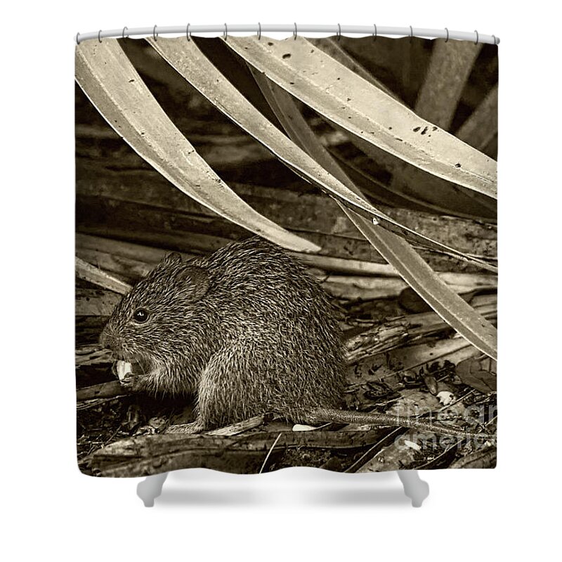 Rat Shower Curtain featuring the photograph Woods Rat and Corn by Deborah Benoit