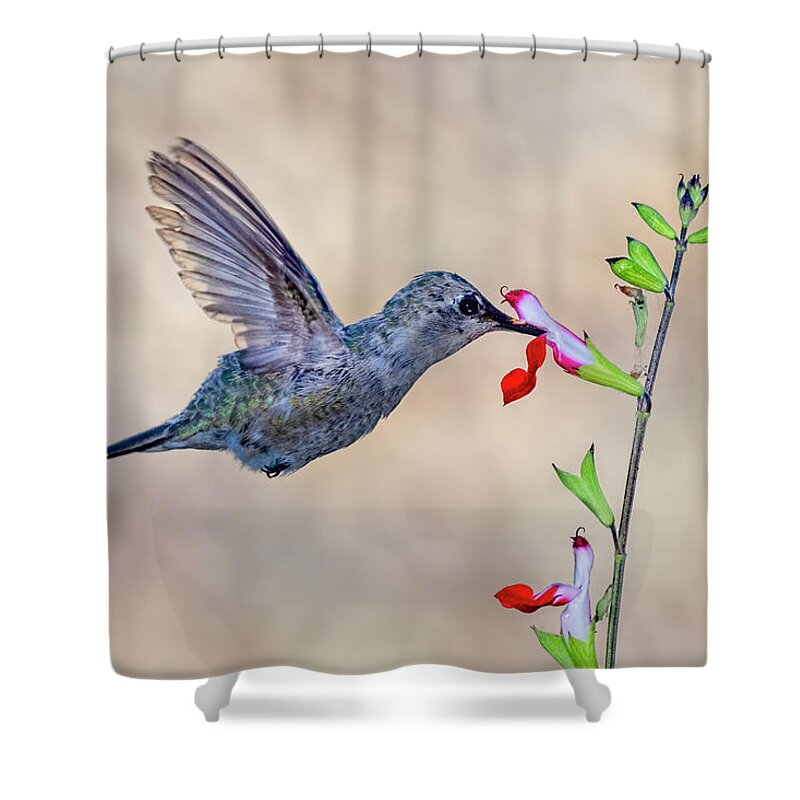 Hummingbird Shower Curtain featuring the photograph Working It by Dan McGeorge