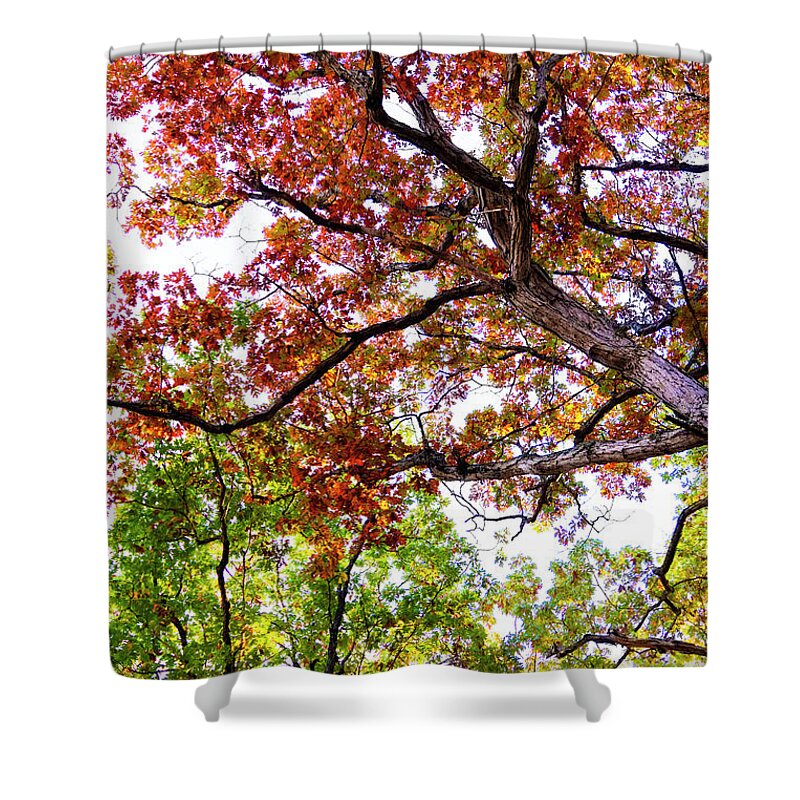 Worm's Eye View Shower Curtain featuring the photograph Worm's Eye View by Patty Colabuono