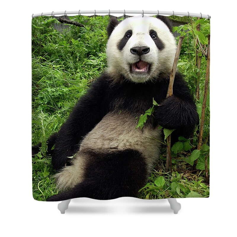 00206848 Shower Curtain featuring the photograph Xiao Lei Lei at Wolong by Katherine Feng