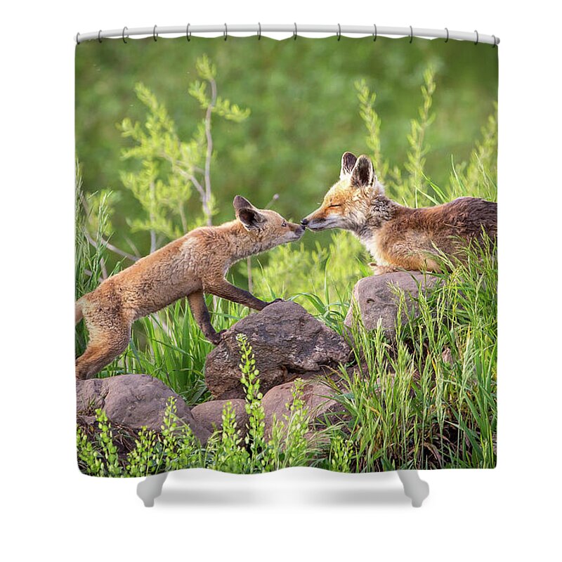 2015 Shower Curtain featuring the photograph Yampa Kiss by Kevin Dietrich