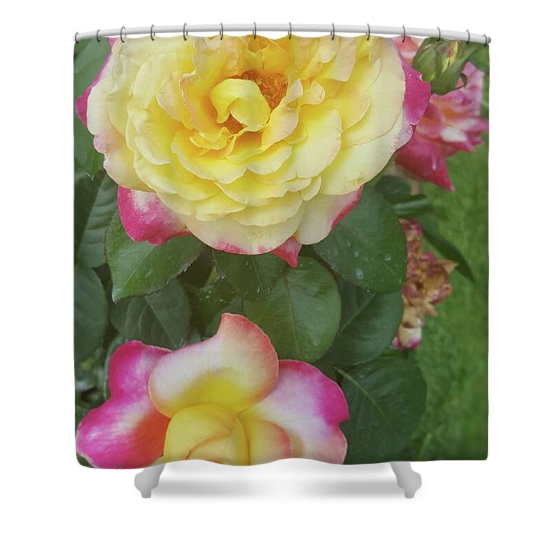 Flowers Shower Curtain featuring the photograph Yellow and Pink Rose by Pour Your heART Out Artworks