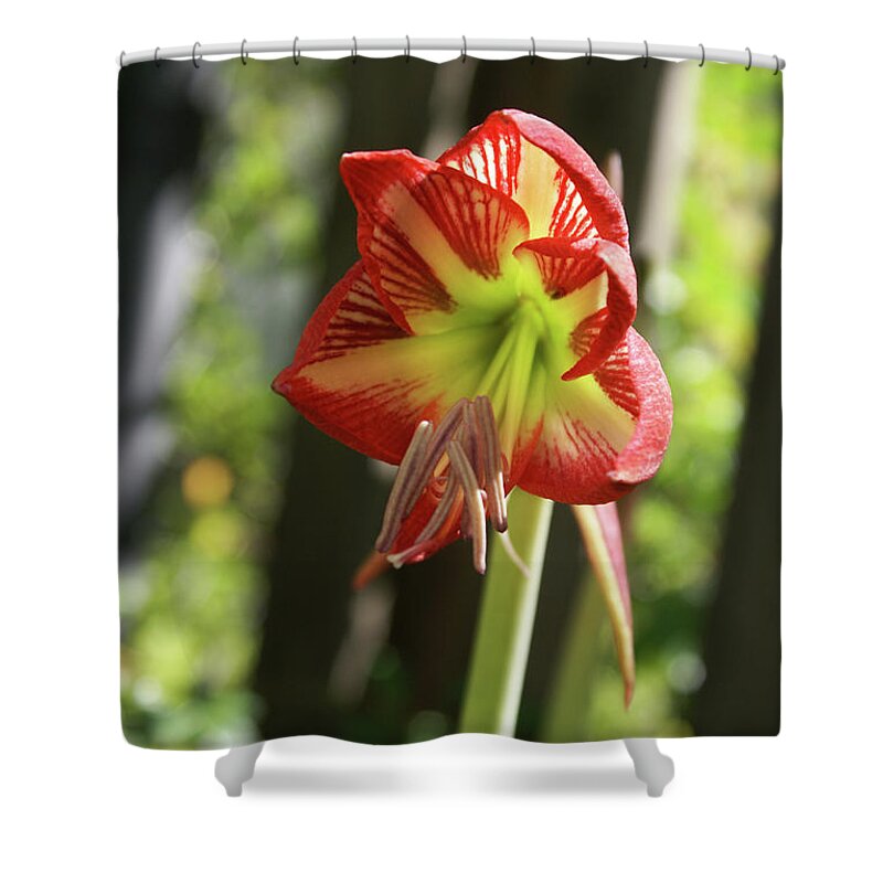  Shower Curtain featuring the photograph Yellow and Red Amaryllis by Heather E Harman