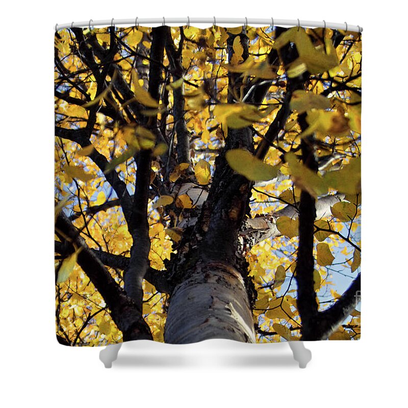 Yellow Shower Curtain featuring the photograph Yellow Aspen Looking Up by Kimberly Blom-Roemer