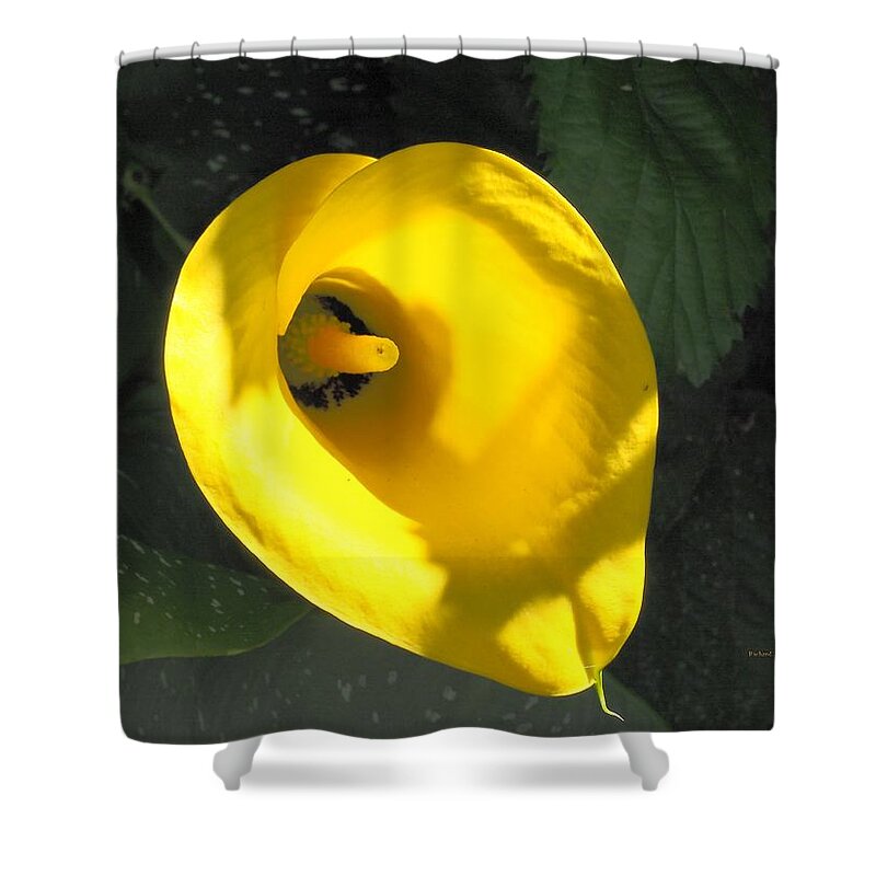 Yellow Shower Curtain featuring the photograph Yellow Beauty by Richard Thomas