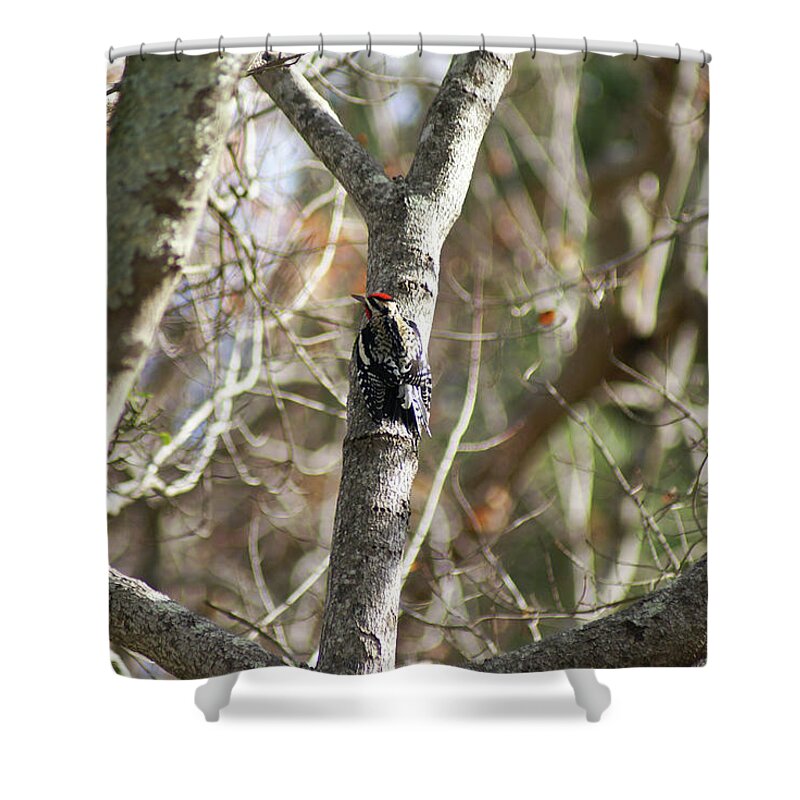  Shower Curtain featuring the photograph Yellow-bellied Sapsucker by Heather E Harman