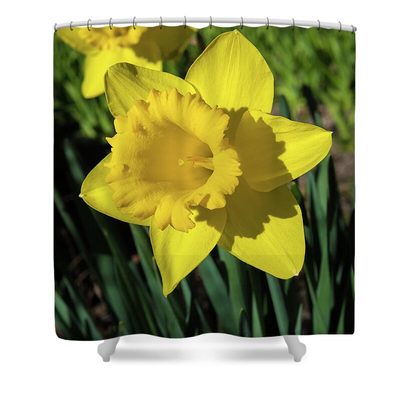 Attraction Shower Curtain featuring the photograph Yellow Blossom Of A Sunlit Daffodil In Spring by Andreas Berthold