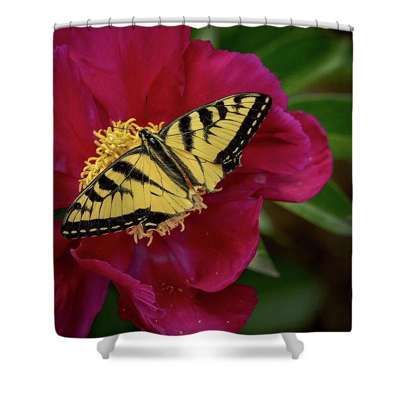 Butterfly Shower Curtain featuring the photograph Yellow Butterfly on Red Flower by Phil Cardamone
