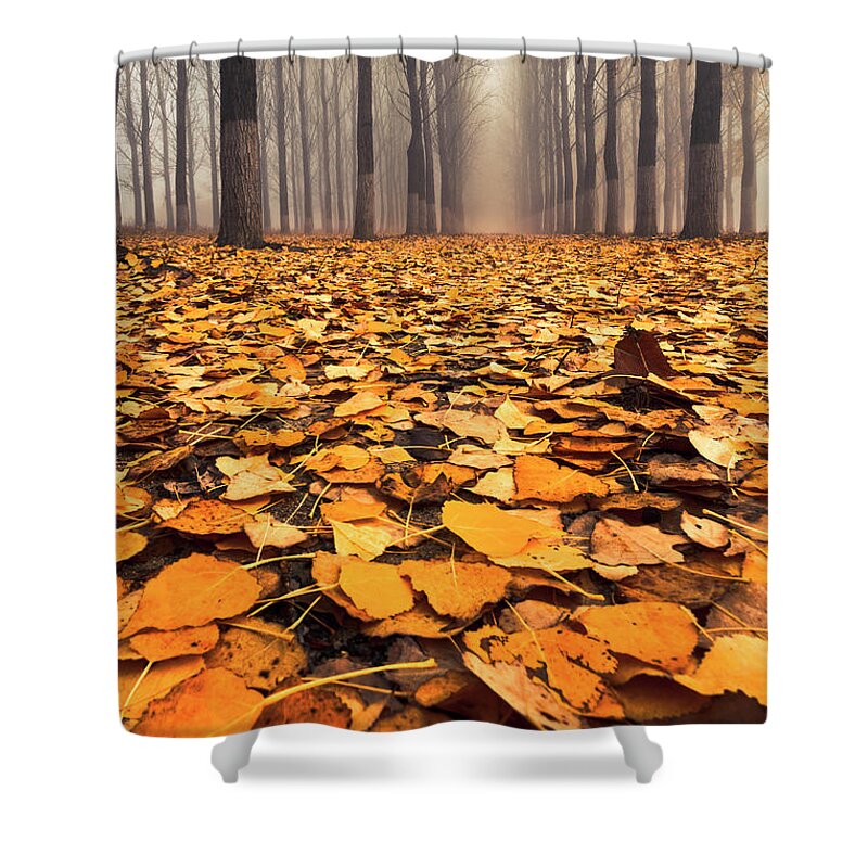 Bulgaria Shower Curtain featuring the photograph Yellow Carpet by Evgeni Dinev