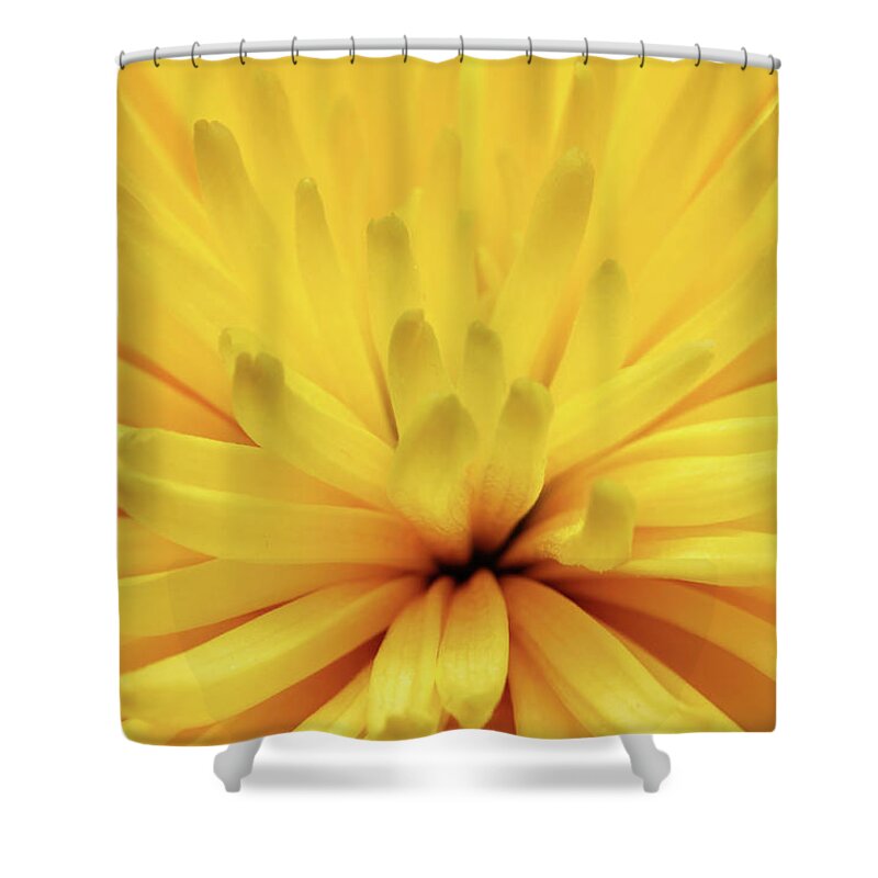 Flower Shower Curtain featuring the photograph Yellow Chrysanthemum Flower Macro by Mikhail Kokhanchikov