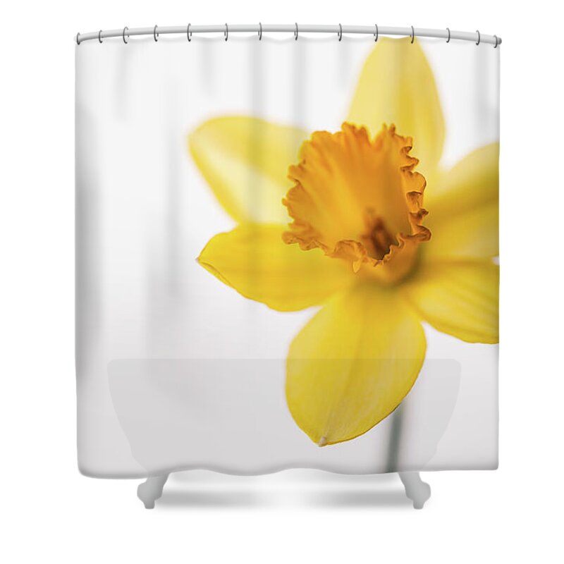 Daffodil Shower Curtain featuring the photograph Yellow Daffodil by Ada Weyland