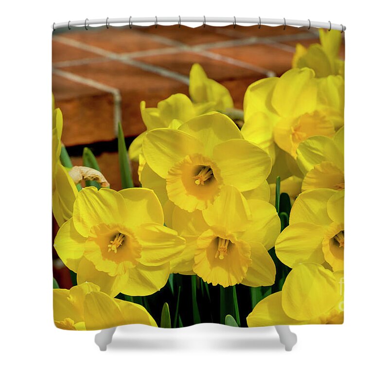 Daffodils Shower Curtain featuring the photograph Yellow Daffodils, 1 by Glenn Franco Simmons