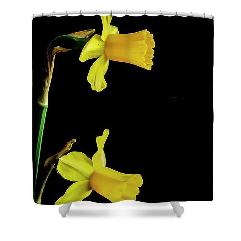 Flowers Shower Curtain featuring the photograph Yellow Daffodils by Cathy Kovarik