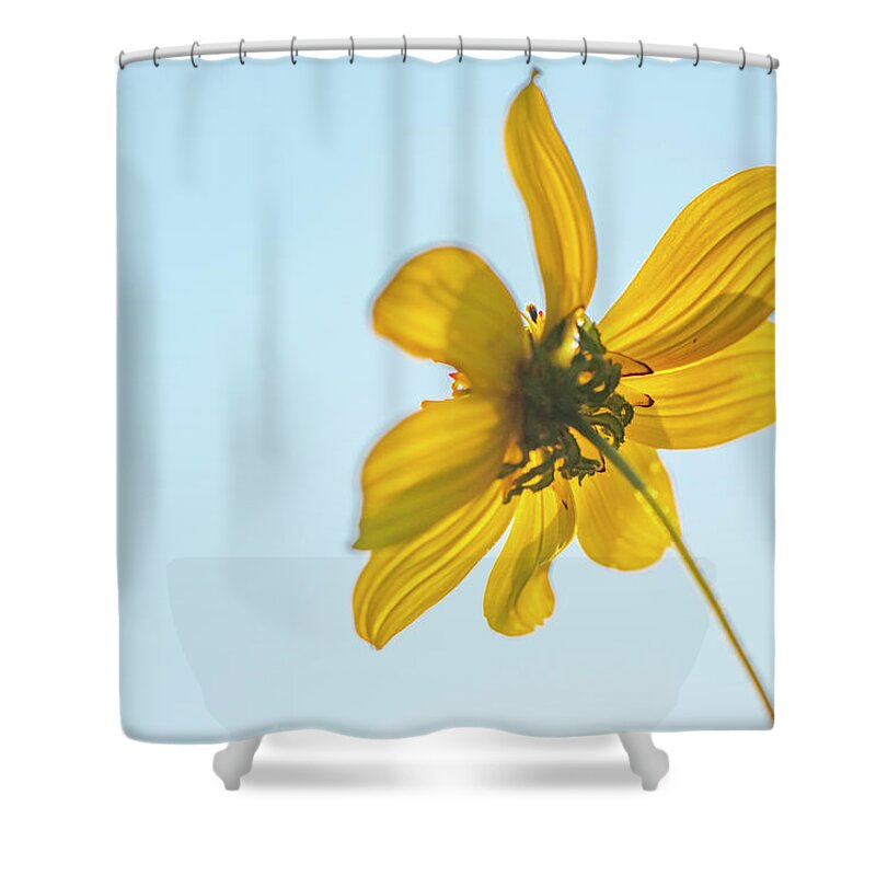 Daisy Shower Curtain featuring the photograph Yellow Daisy And Sky by Karen Rispin