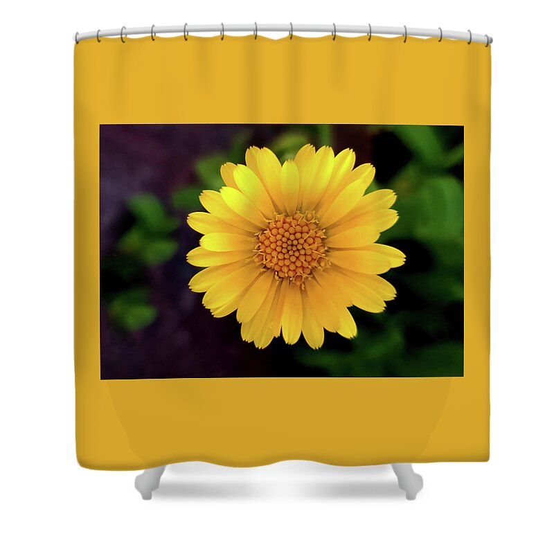Art Shower Curtain featuring the photograph Yellow Daisy I by Joan Han