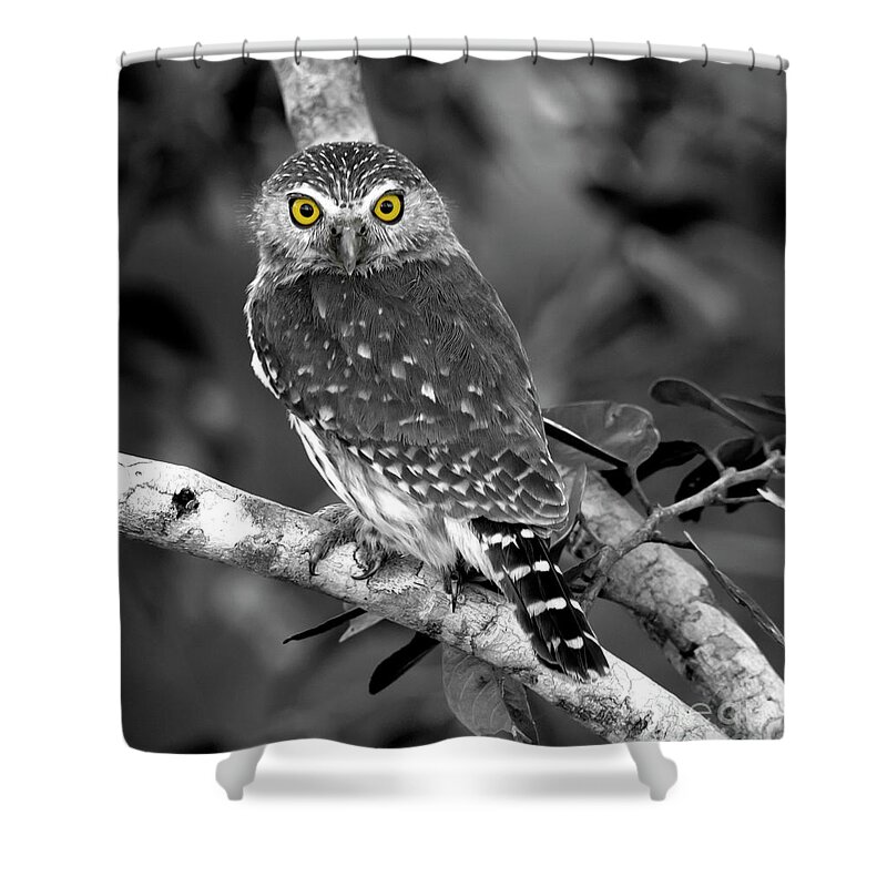 Yellow Shower Curtain featuring the photograph Yellow Eyes by Patrick Nowotny