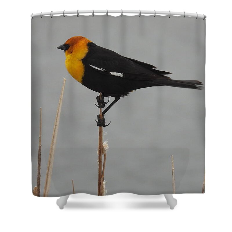 Black Bird Shower Curtain featuring the photograph Yellow Headed Black Bird 3 by Amanda R Wright