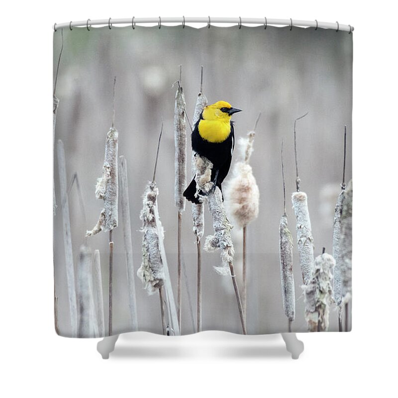 Washington Shower Curtain featuring the photograph Yellow-headed Blackbird by Kristine Anderson