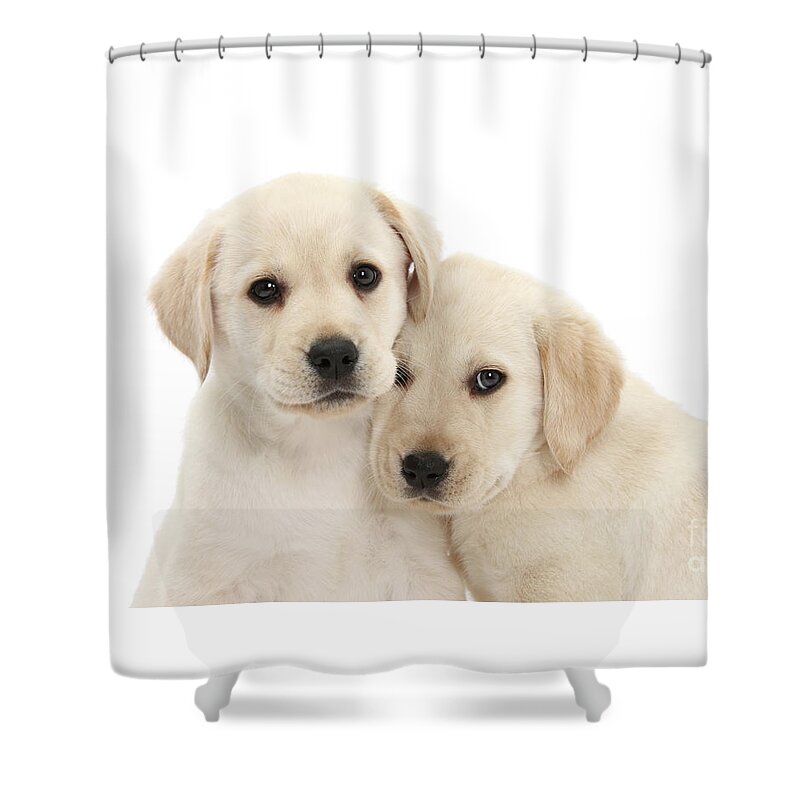 Labrador Retriever Shower Curtain featuring the photograph Yellow Labrador Retriever puppies by Warren Photographic