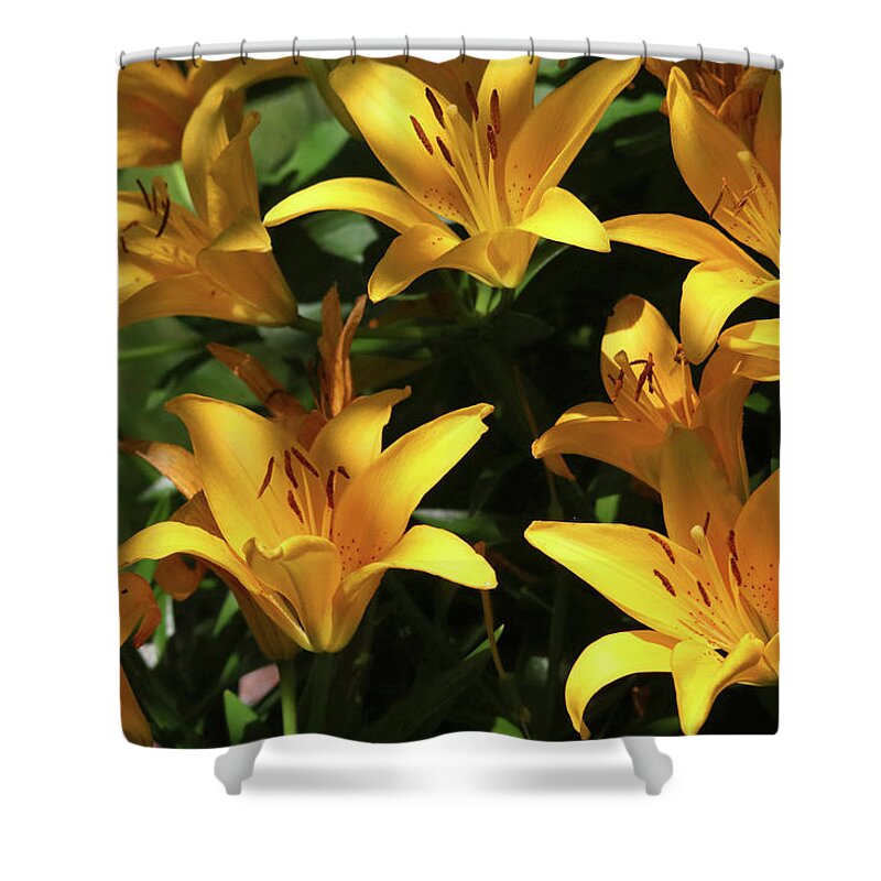 Flowers Shower Curtain featuring the photograph Yellow Lilies by Trina Ansel