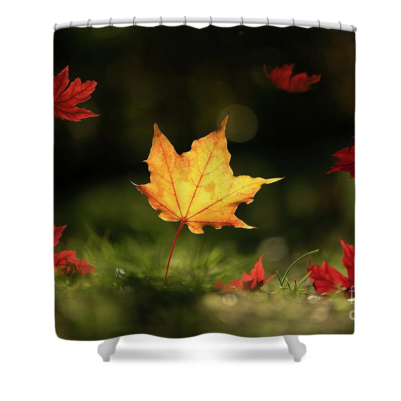 Fall Leaves Shower Curtain featuring the photograph Yellow Maple Leaf by Naomi Maya