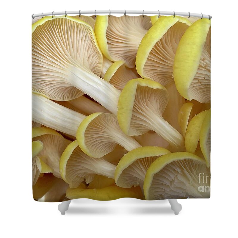 Yellow Mushrooms Shower Curtain featuring the photograph Yellow Mushroom Series 1-3 by J Doyne Miller