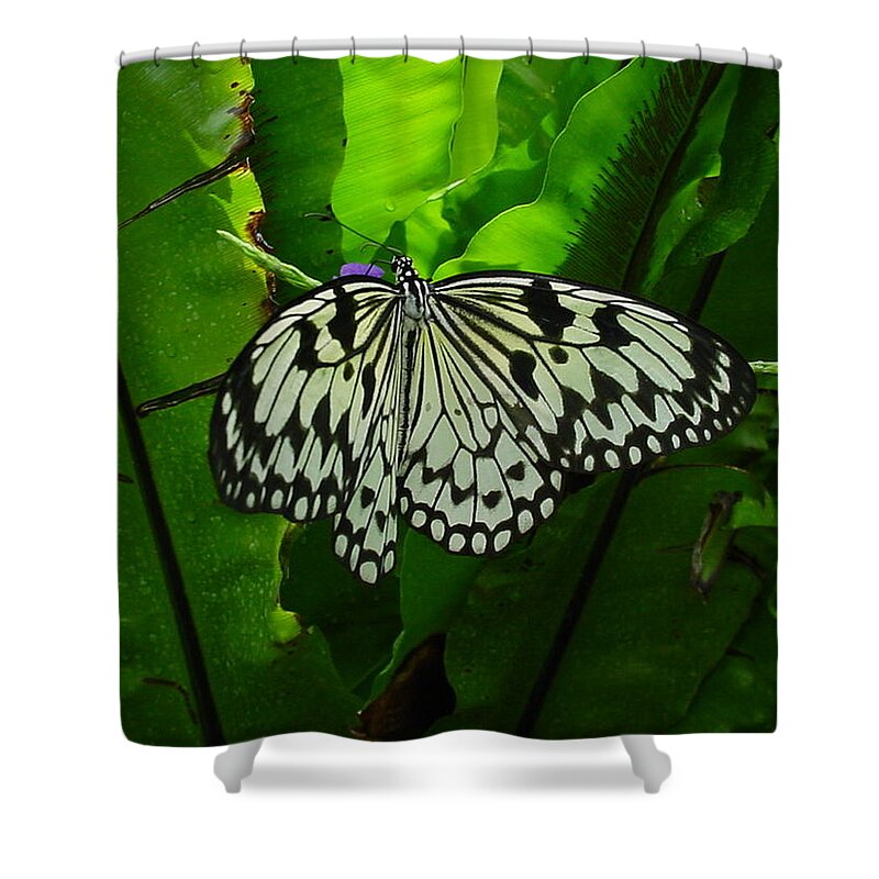 Butterflies Shower Curtain featuring the photograph Yellow Painted Lady Butterfly by Pour Your heART Out Artworks