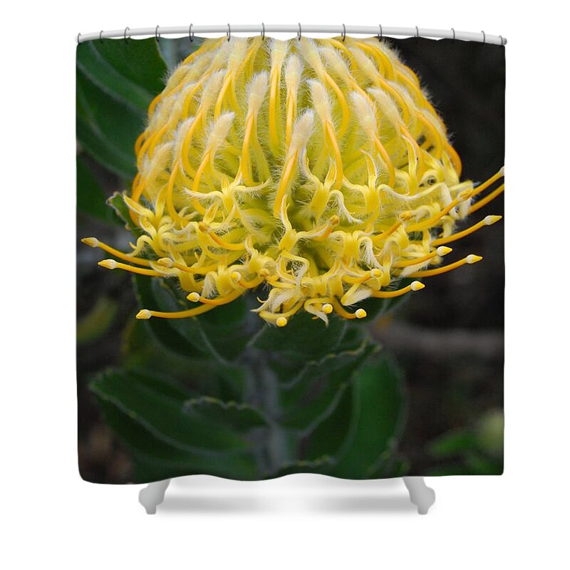 Kula Botanical Gardens Shower Curtain featuring the photograph Yellow Pincushion Protea 2 by Amy Fose