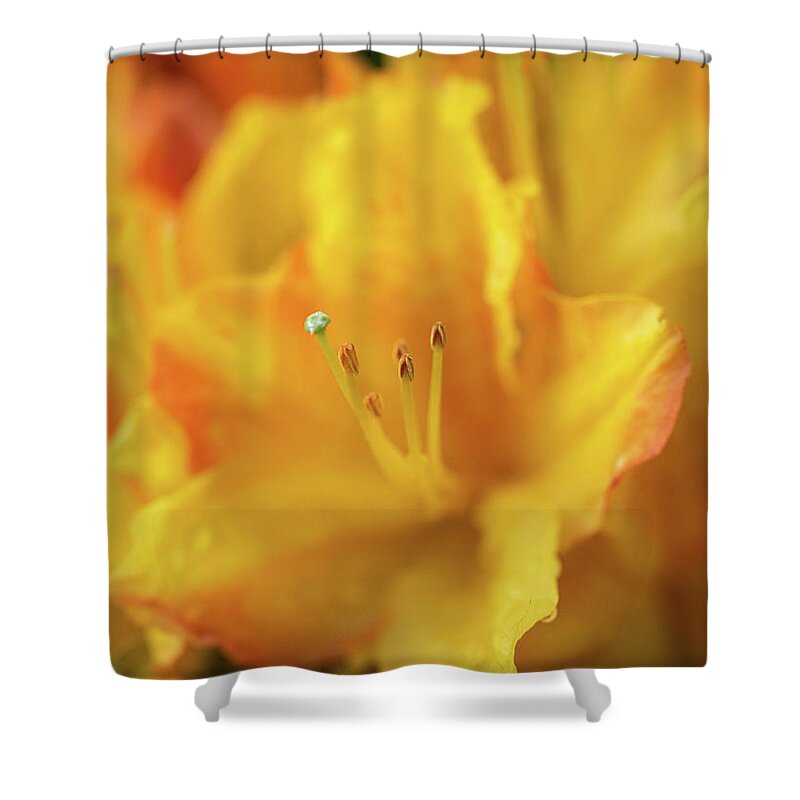 Fine Art Shower Curtain featuring the photograph Yellow rhododendron flower by Average Images