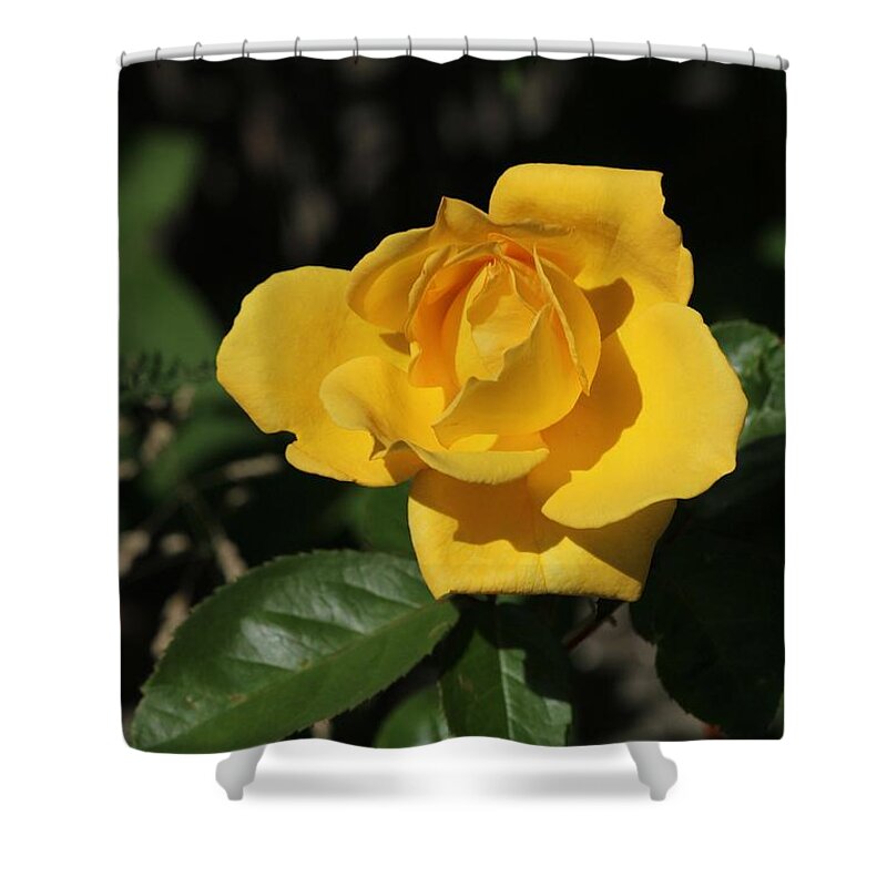 Yellow Rose Shower Curtain featuring the photograph Yellow Rose by Ann E Robson