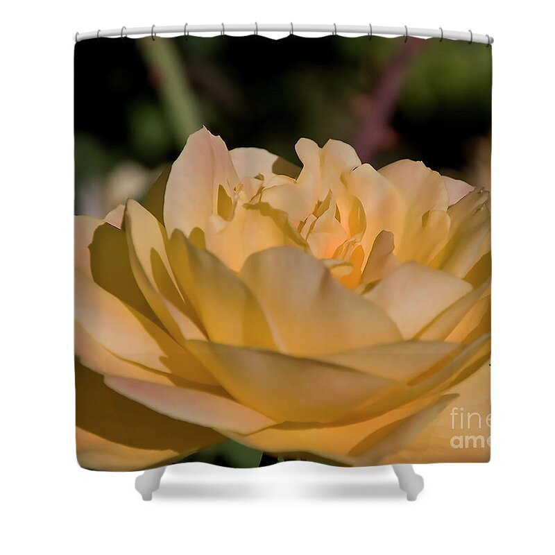 Rose Shower Curtain featuring the digital art Yellow Rose by Kirt Tisdale