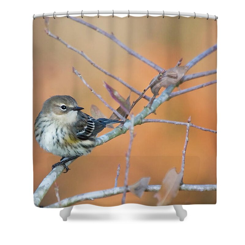 Warbler Shower Curtain featuring the photograph Yellow Rumped Warbler in the Croatan National Forest by Bob Decker
