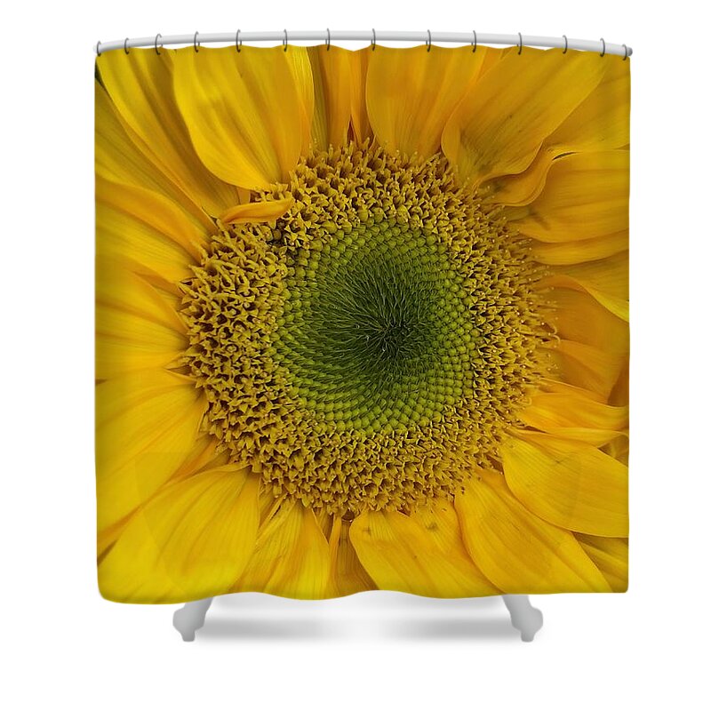 Sunflower Shower Curtain featuring the photograph Yellow Sunflower by Lisa Pearlman