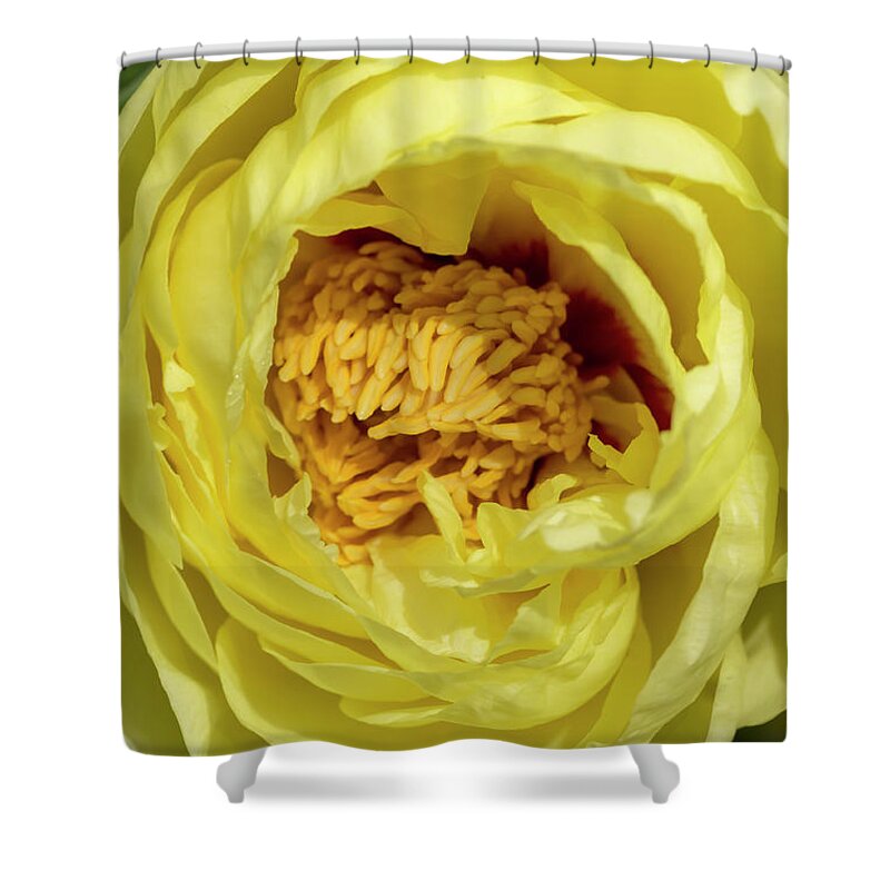 Flower Shower Curtain featuring the photograph Yellow Tree Peony by Dawn Cavalieri