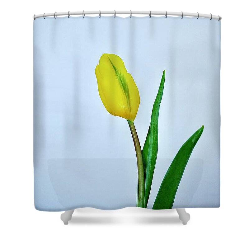 Tulip Shower Curtain featuring the photograph Yellow Tulip Bud by Alida M Haslett