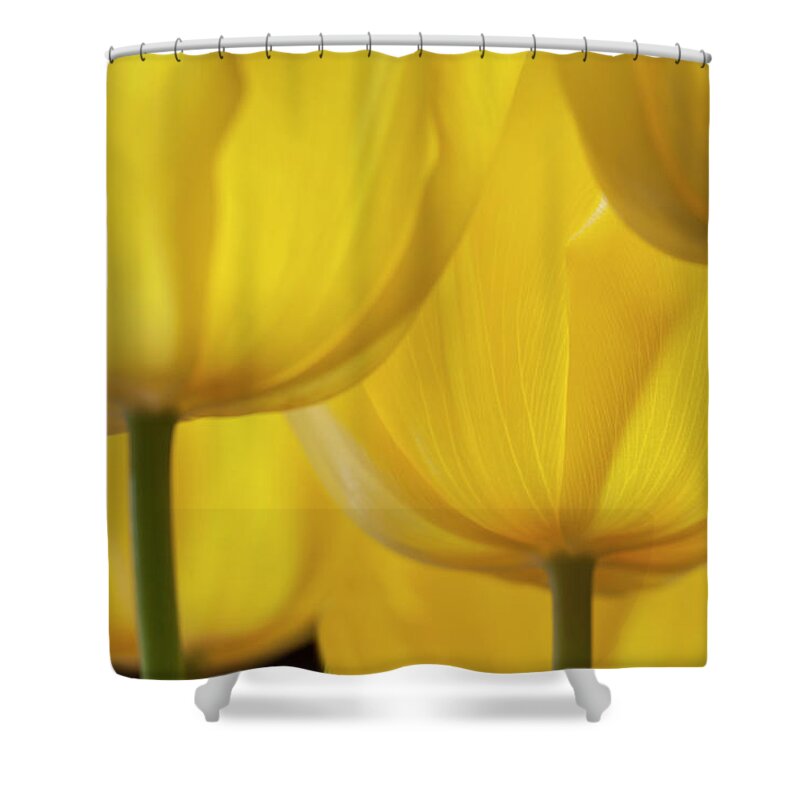 Yellow Shower Curtain featuring the photograph Yellow Tulip by George Robinson