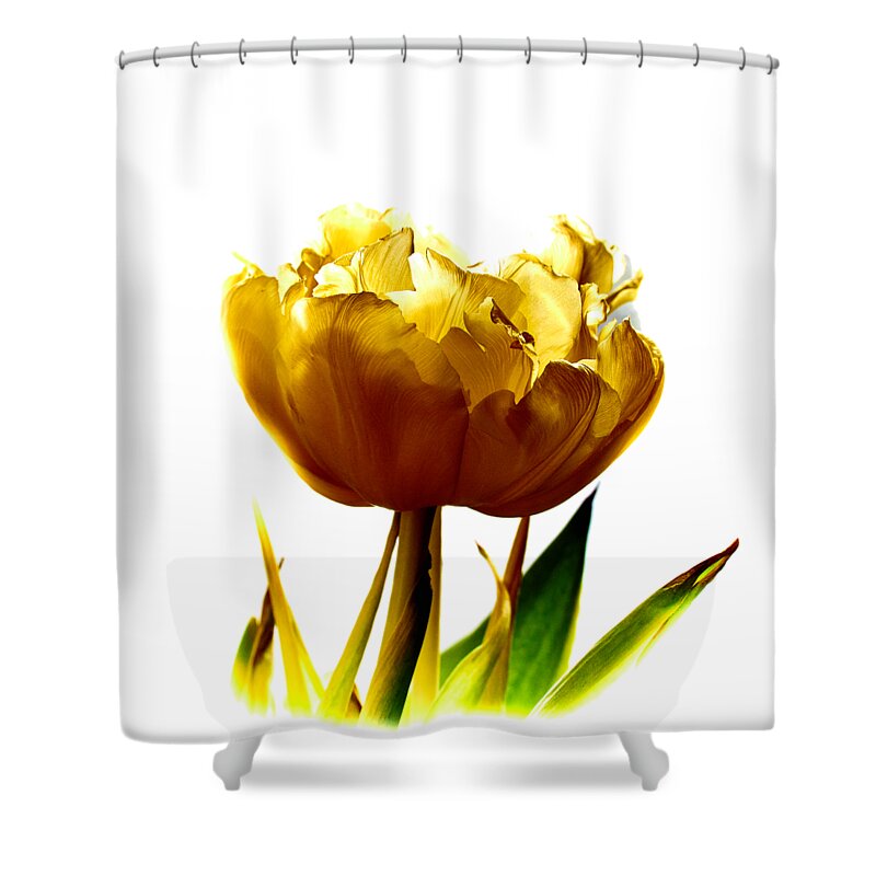 Finland Shower Curtain featuring the photograph Yellow Tulip transparent by Jouko Lehto