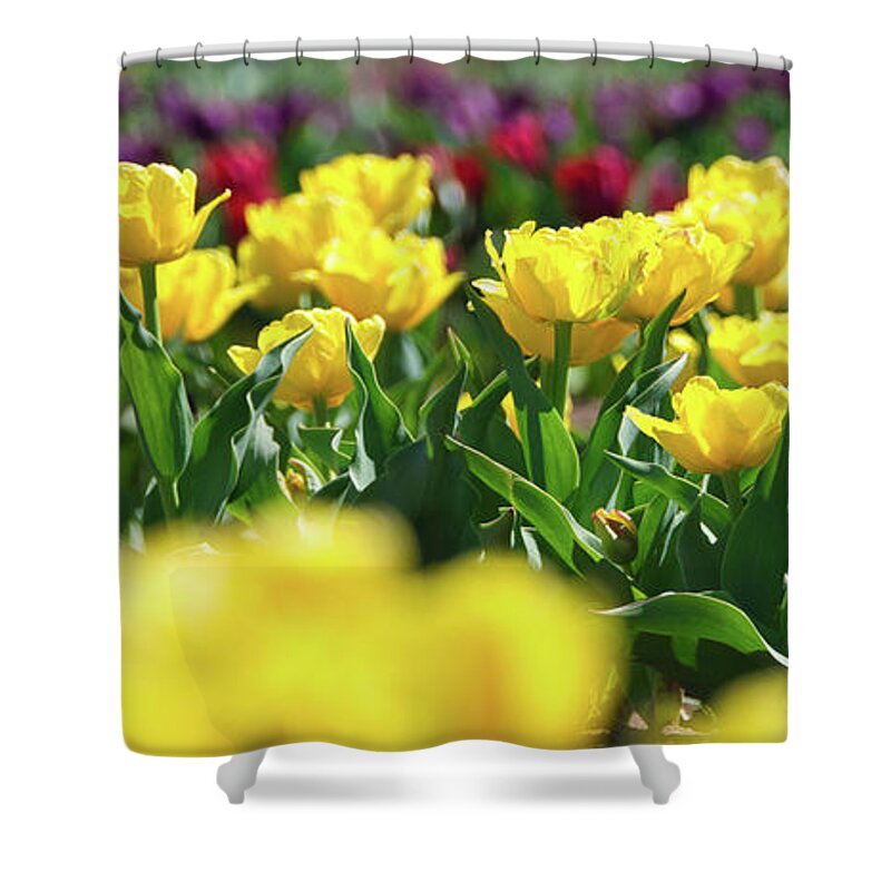 Tulip Shower Curtain featuring the photograph Yellow Tulips by Andrea Anderegg